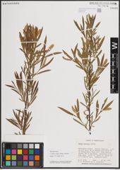 Foto von Salix exigua subsp. interior (Rowlee) Cronquist